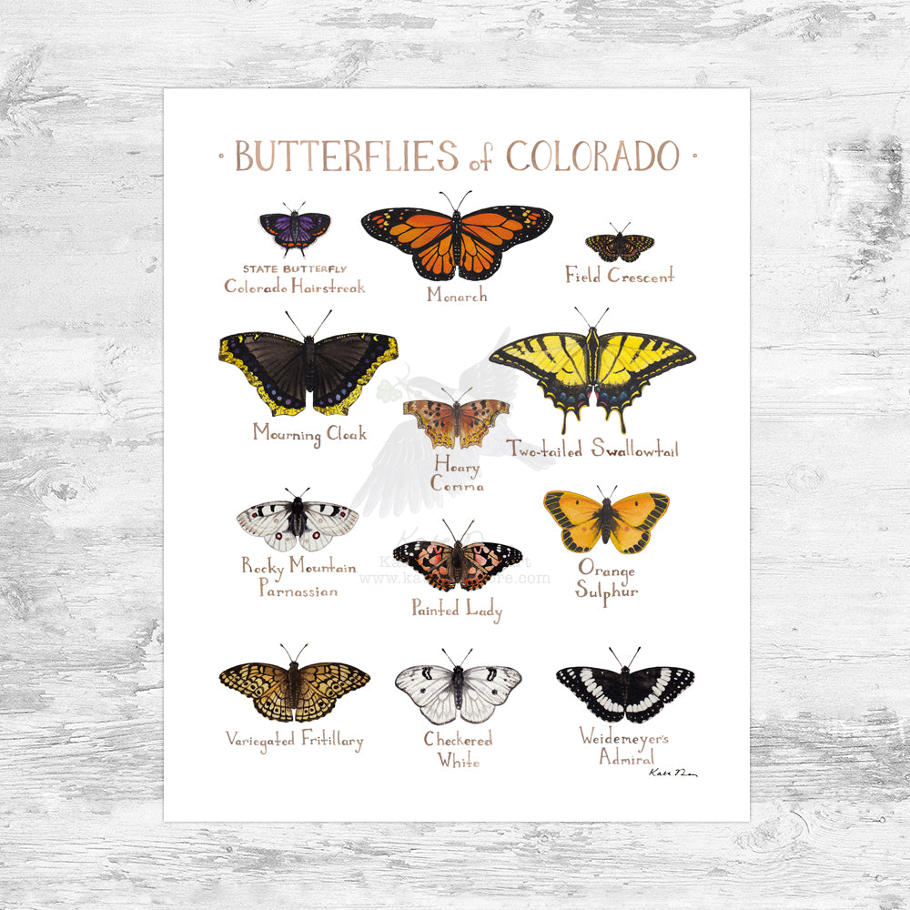 Colorado Butterflies Field Guide Art Print Mini (8x10)