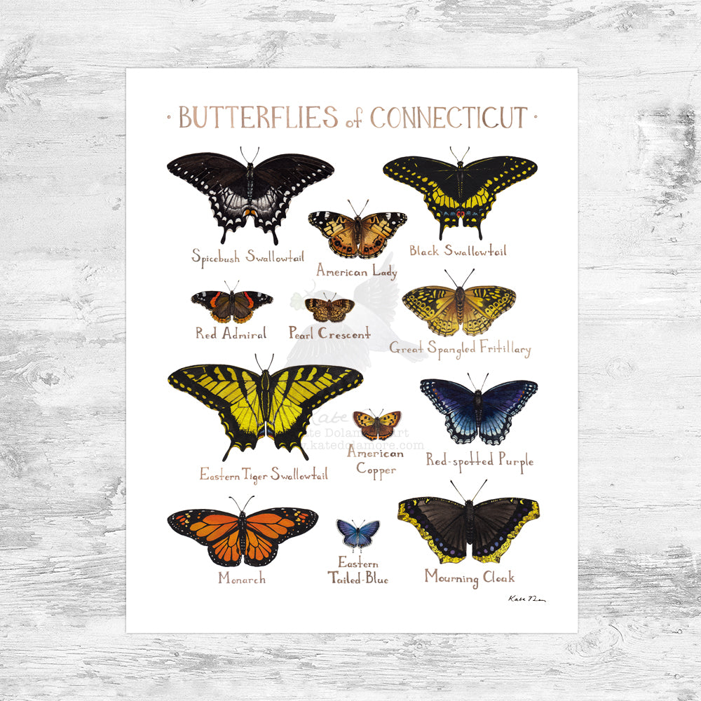 Connecticut Butterflies Field Guide Art Print Mini (8x10)