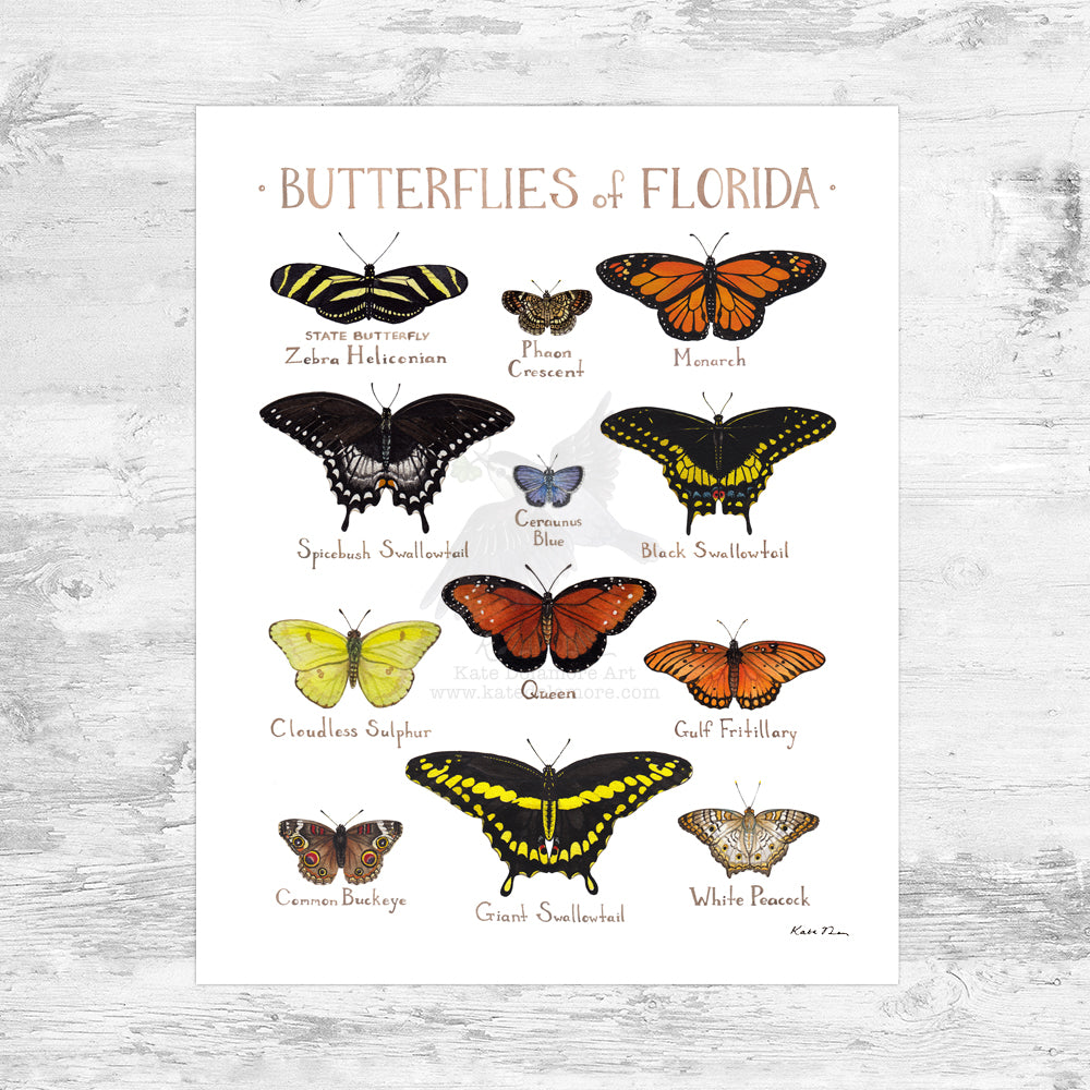 Florida Butterflies Field Guide Art Print Mini (8x10)