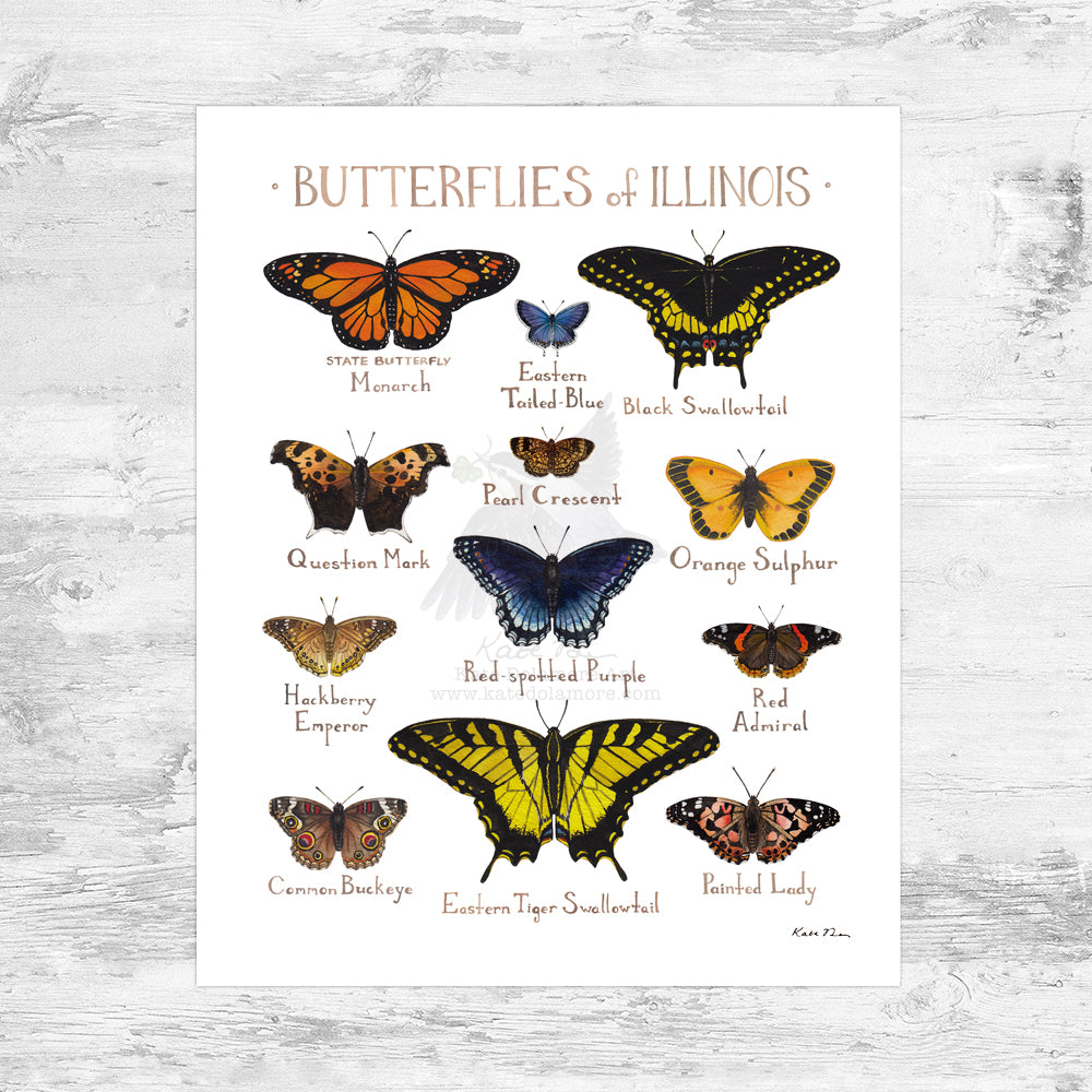 Illinois Butterflies Field Guide Art Print Mini (8x10)