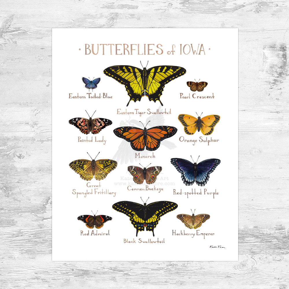 Iowa Butterflies Field Guide Art Print Mini (8x10)