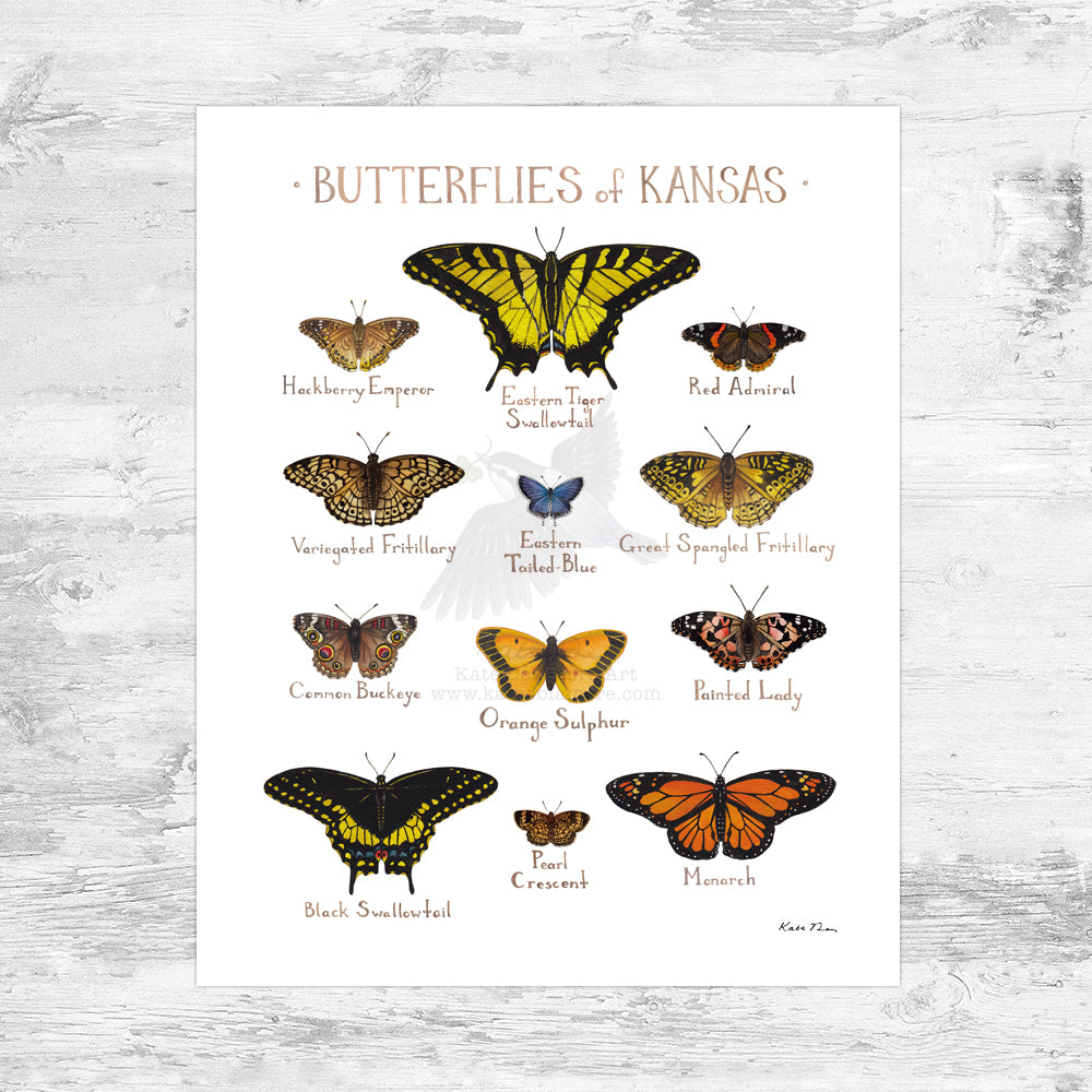 Kansas Butterflies Field Guide Art Print Mini (8x10)