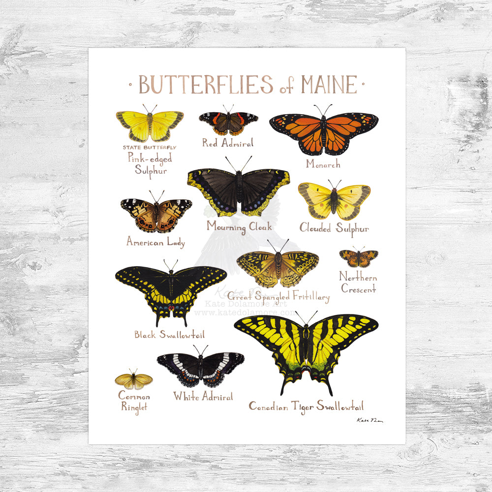 Maine Butterflies Field Guide Art Print Mini (8x10)