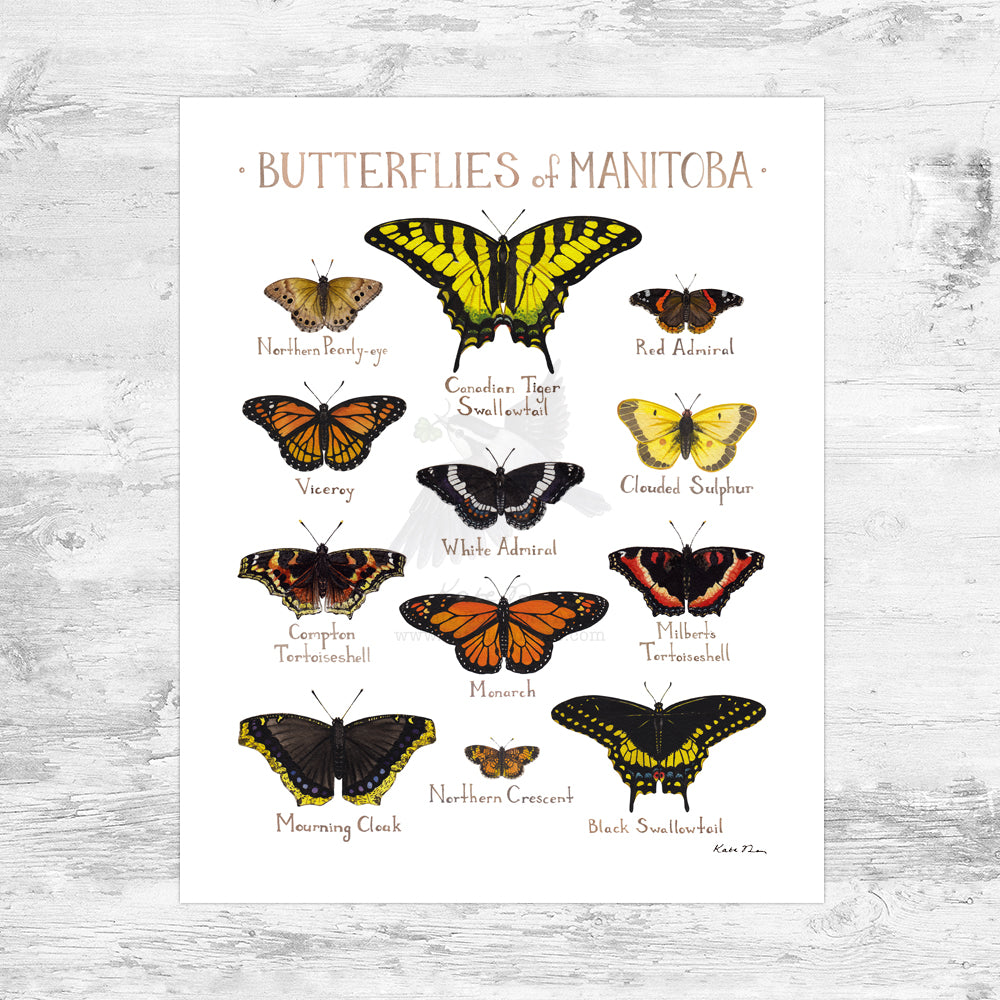 Manitoba Butterflies Field Guide Art Print Mini (8x10)