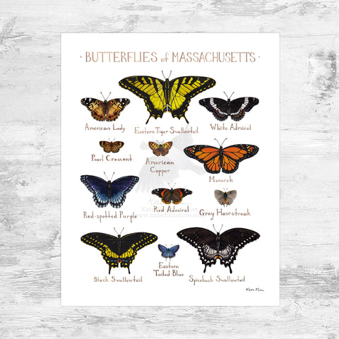 Massachusetts Butterflies Field Guide Art Print Mini (8x10)