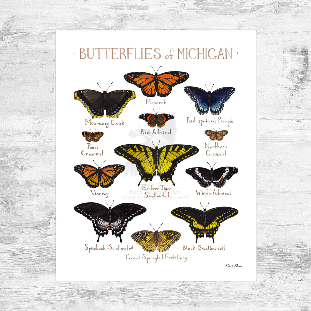 Michigan Butterflies Field Guide Art Print Mini (8x10)