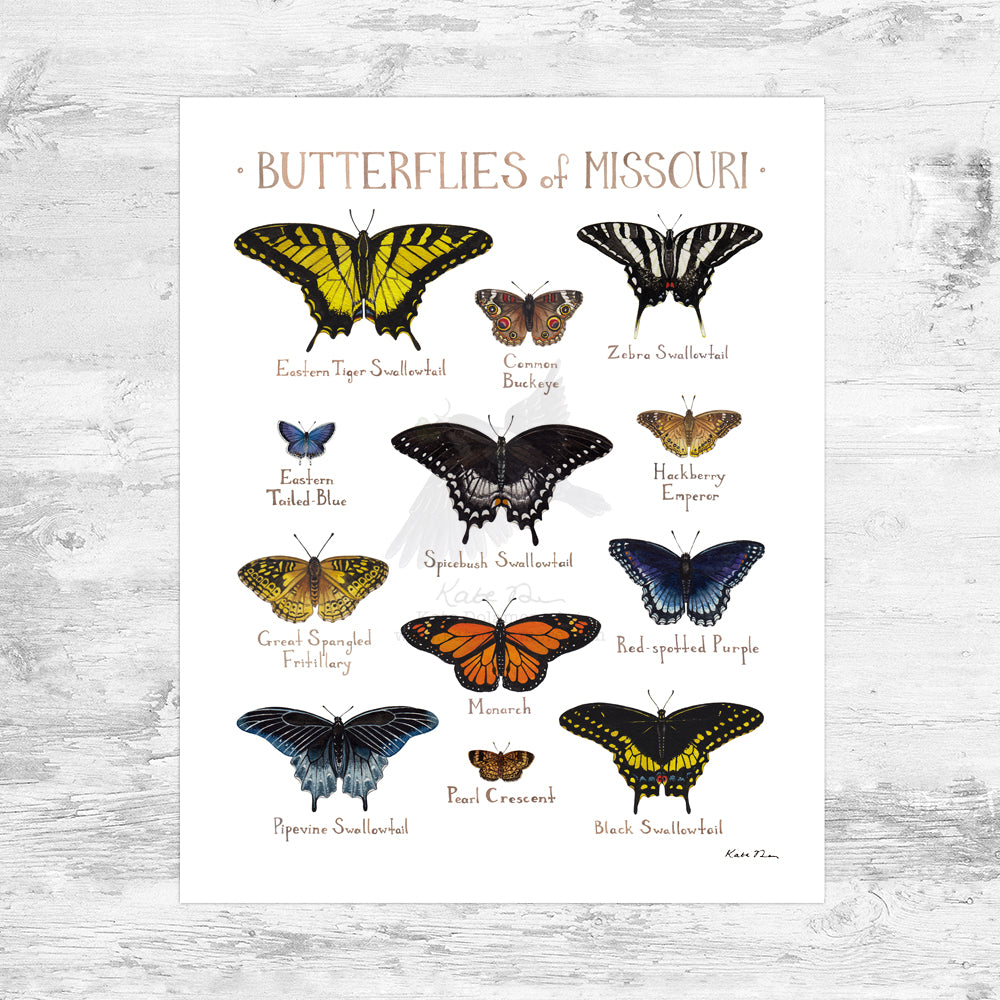 Missouri Butterflies Field Guide Art Print Mini (8x10)