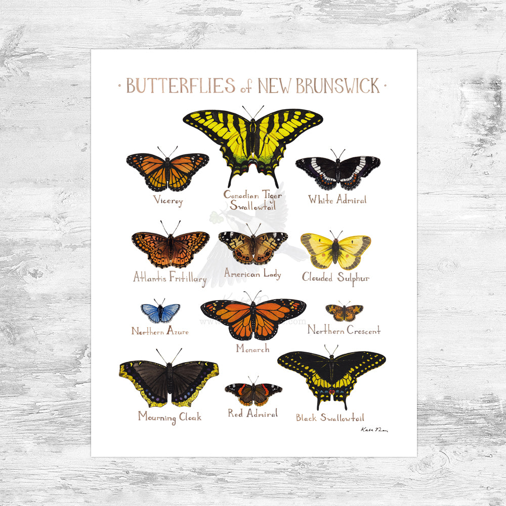 New Brunswick Butterflies Field Guide Art Print Mini (8x10)