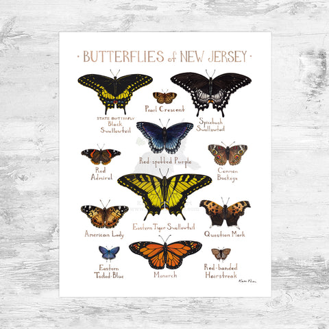 New Jersey Butterflies Field Guide Art Print Mini (8x10)