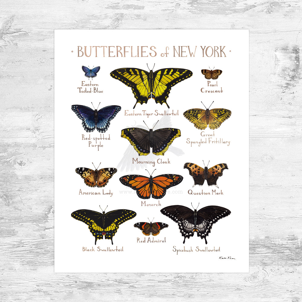 New York Butterflies Field Guide Art Print Mini (8x10)