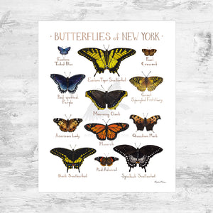 New York Butterflies Field Guide Art Print Mini (8x10)