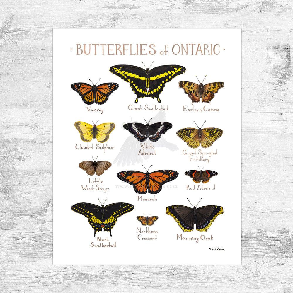 Ontario Butterflies Field Guide Art Print Mini (8x10)