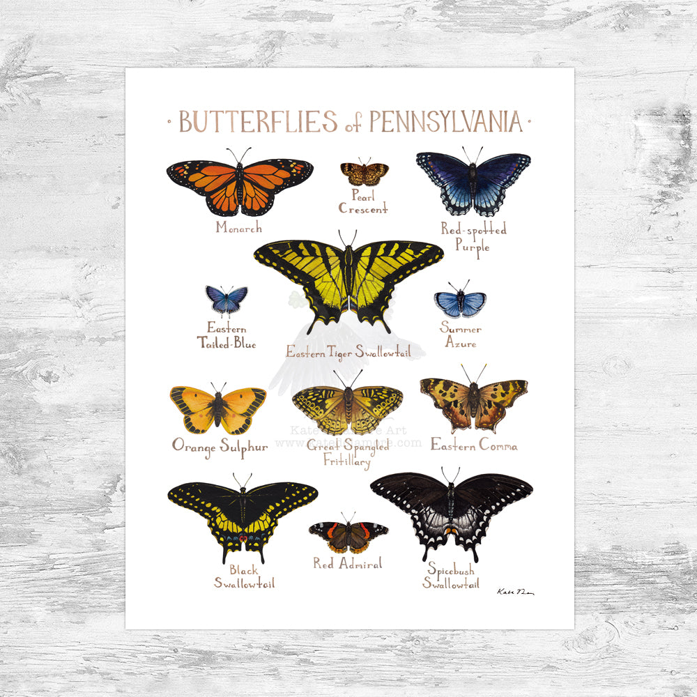 Pennsylvania Butterflies Field Guide Art Print Mini (8x10)