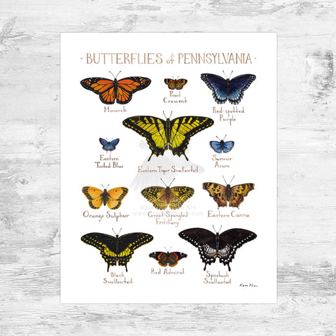 Pennsylvania Butterflies Field Guide Art Print Mini (8x10)