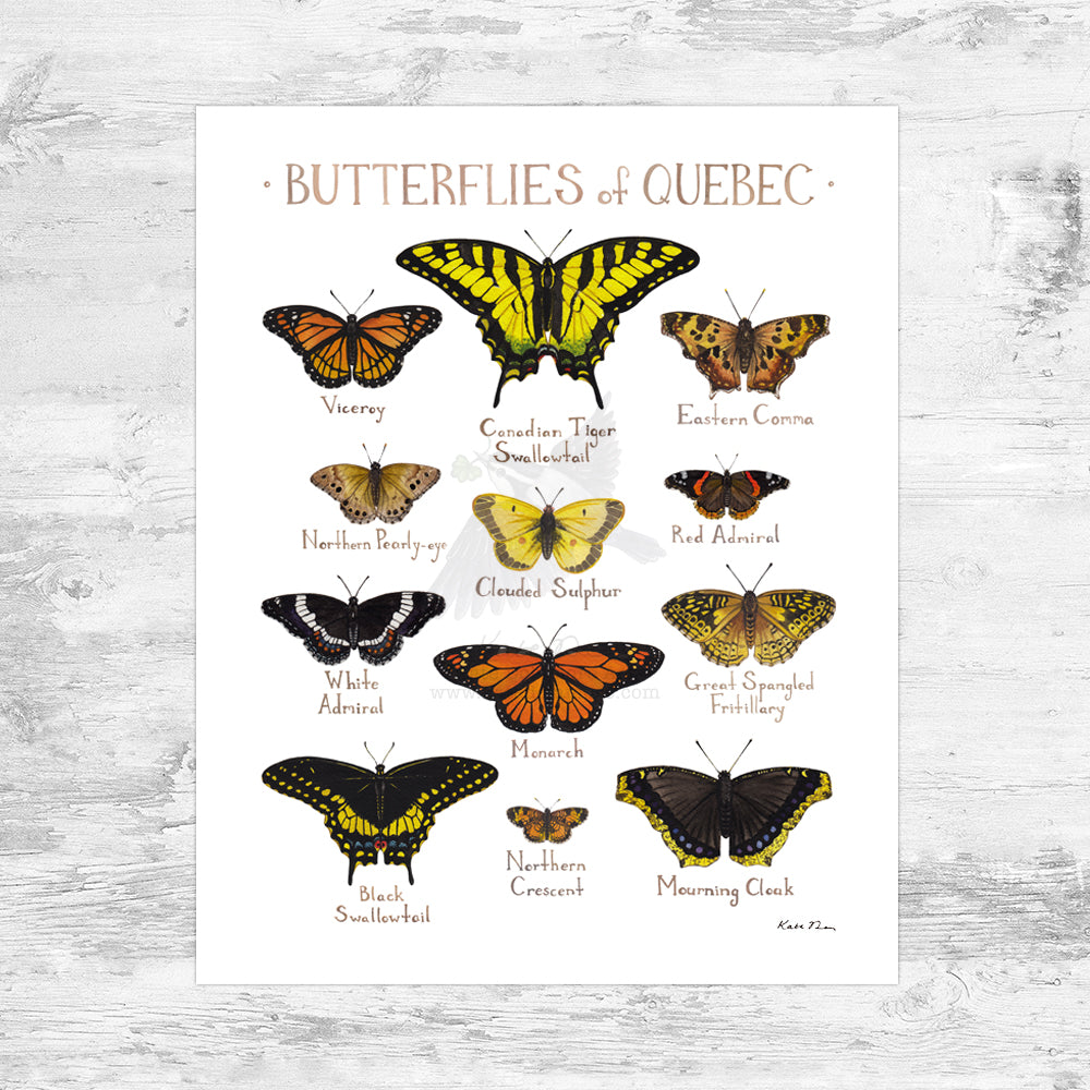Quebec Butterflies Field Guide Art Print Mini (8x10)