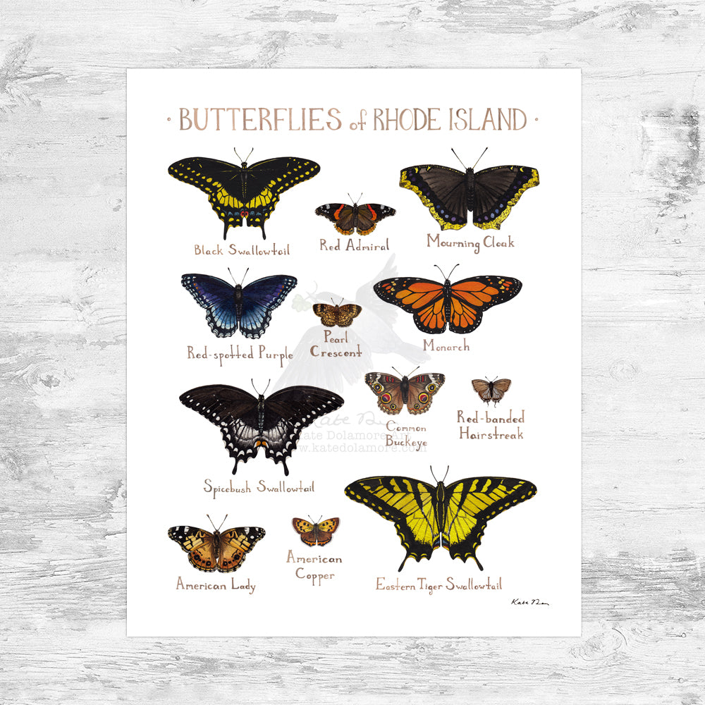 Rhode Island Butterflies Field Guide Art Print Mini (8x10)