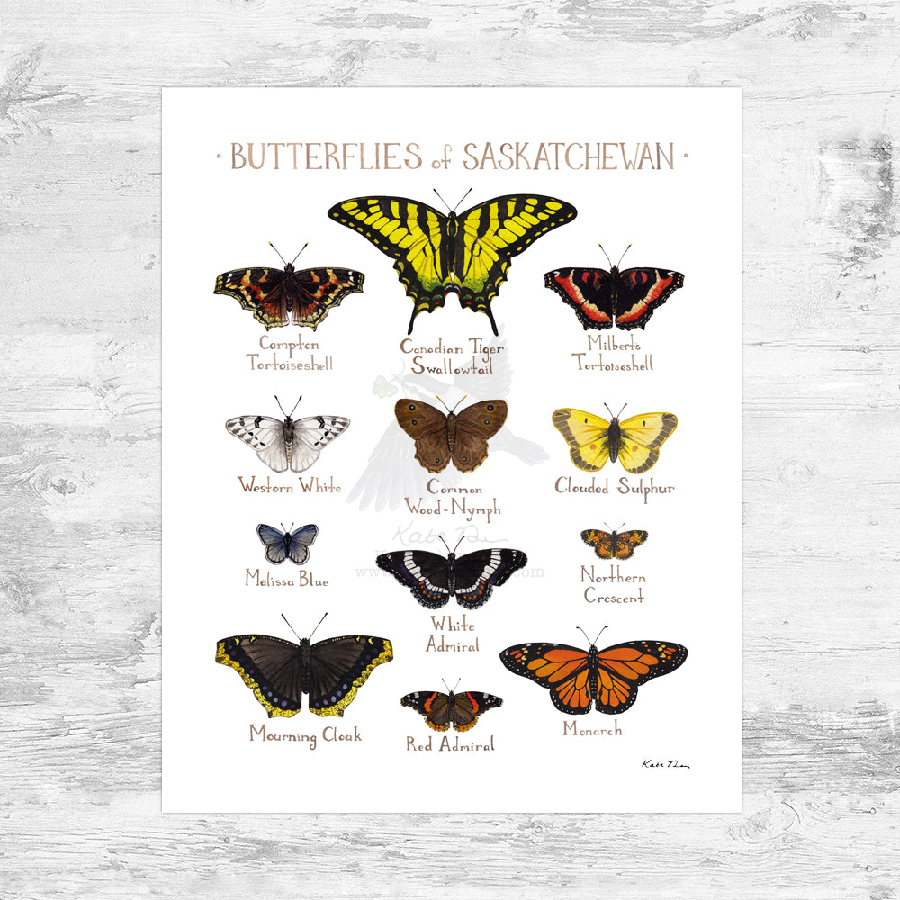 Saskatchewan Butterflies Field Guide Art Print Mini (8x10)