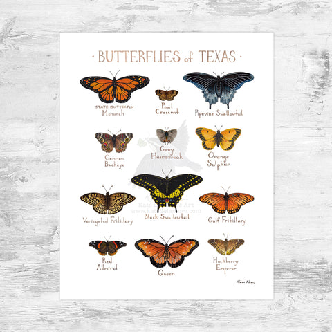 Texas Butterflies Field Guide Art Print Mini (8x10)