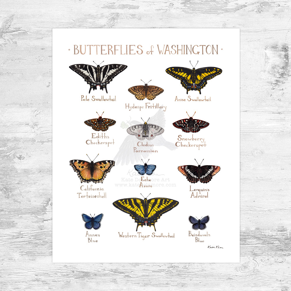 Washington Butterflies Field Guide Art Print Mini (8x10)