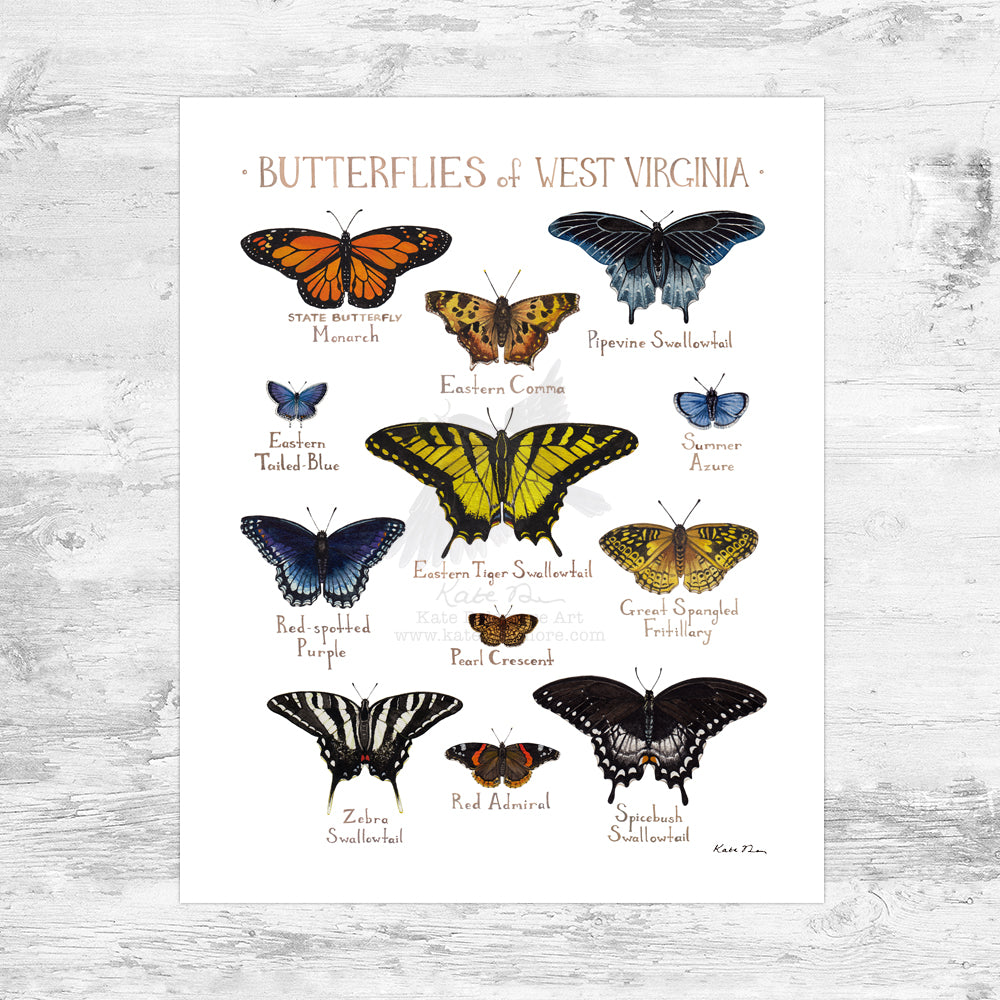 West Virginia Butterflies Field Guide Art Print Mini (8x10)