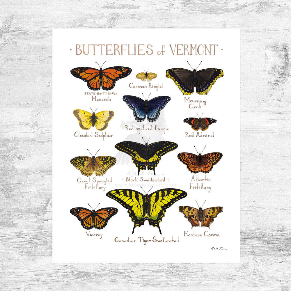 Vermont Butterflies Field Guide Art Print Mini (8x10)