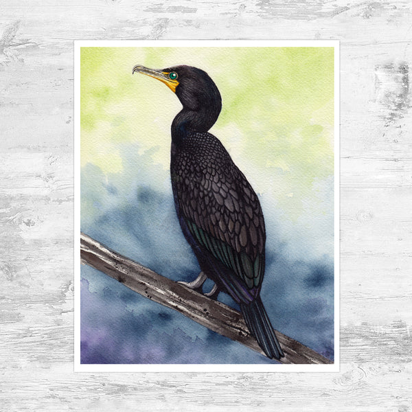 Double-crested Cormorant Art Print