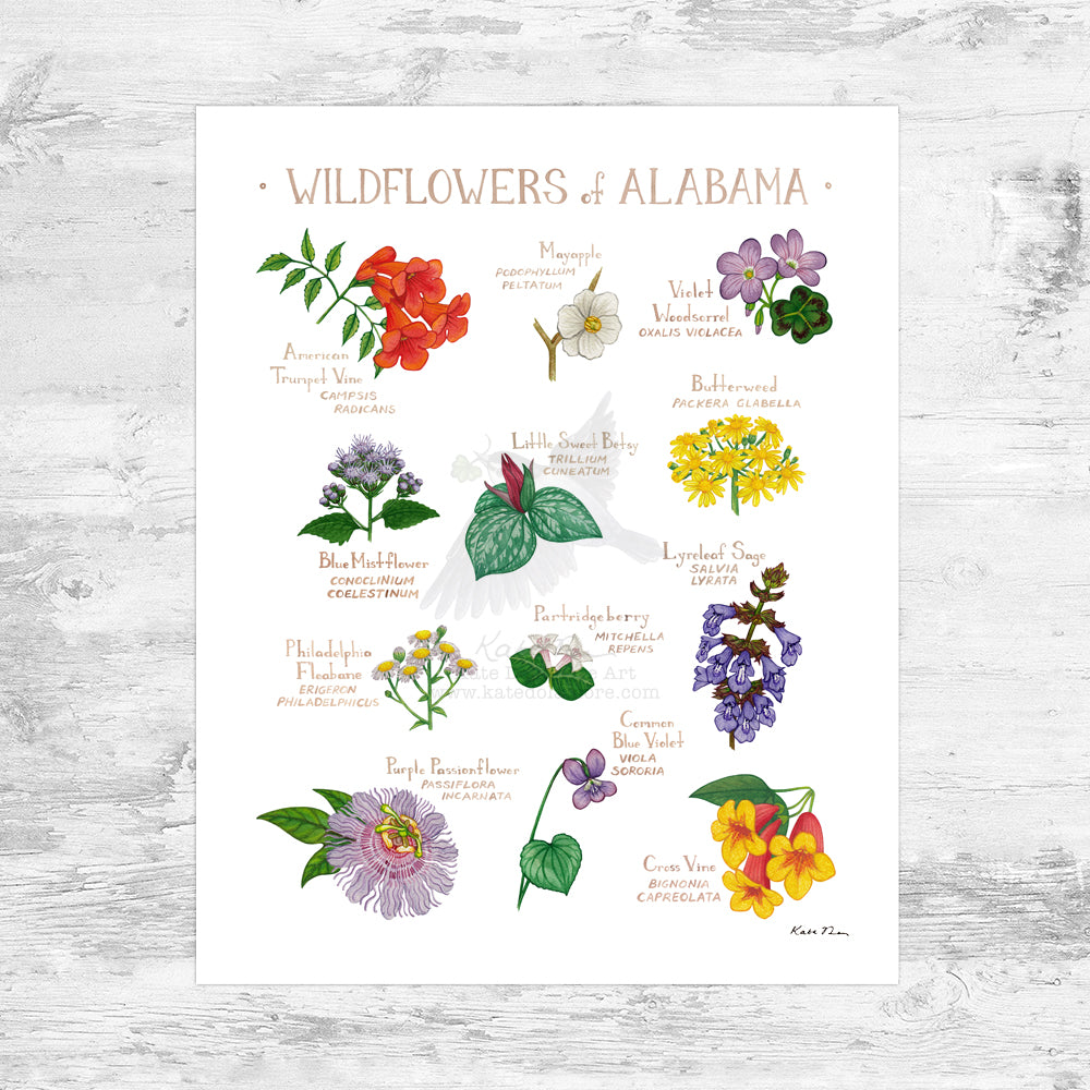 Alabama Wildflowers Field Guide Art Print Mini (8x10)