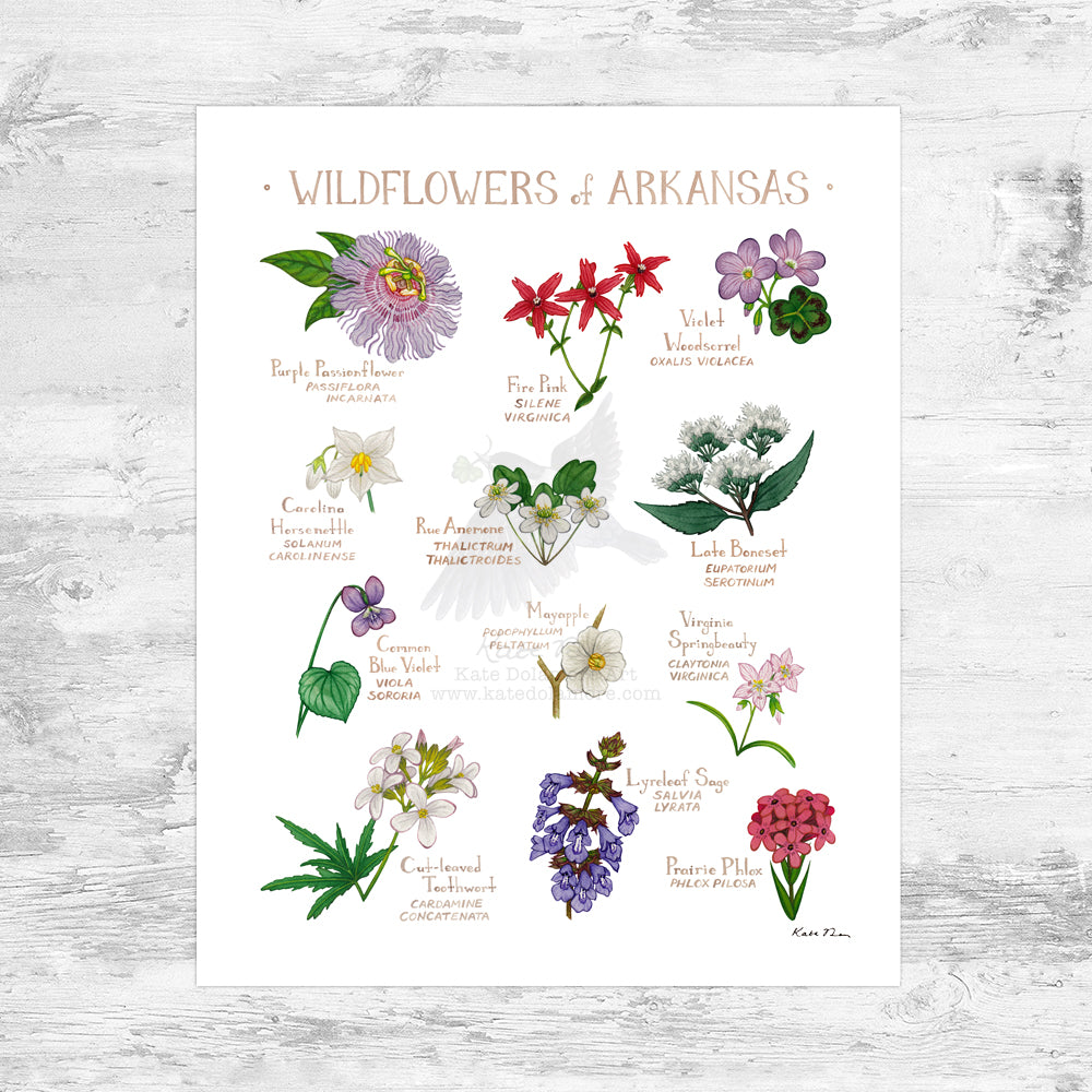 Arkansas Wildflowers Field Guide Art Print Mini (8x10)