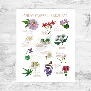 Arkansas Wildflowers Field Guide Art Print Mini (8x10)