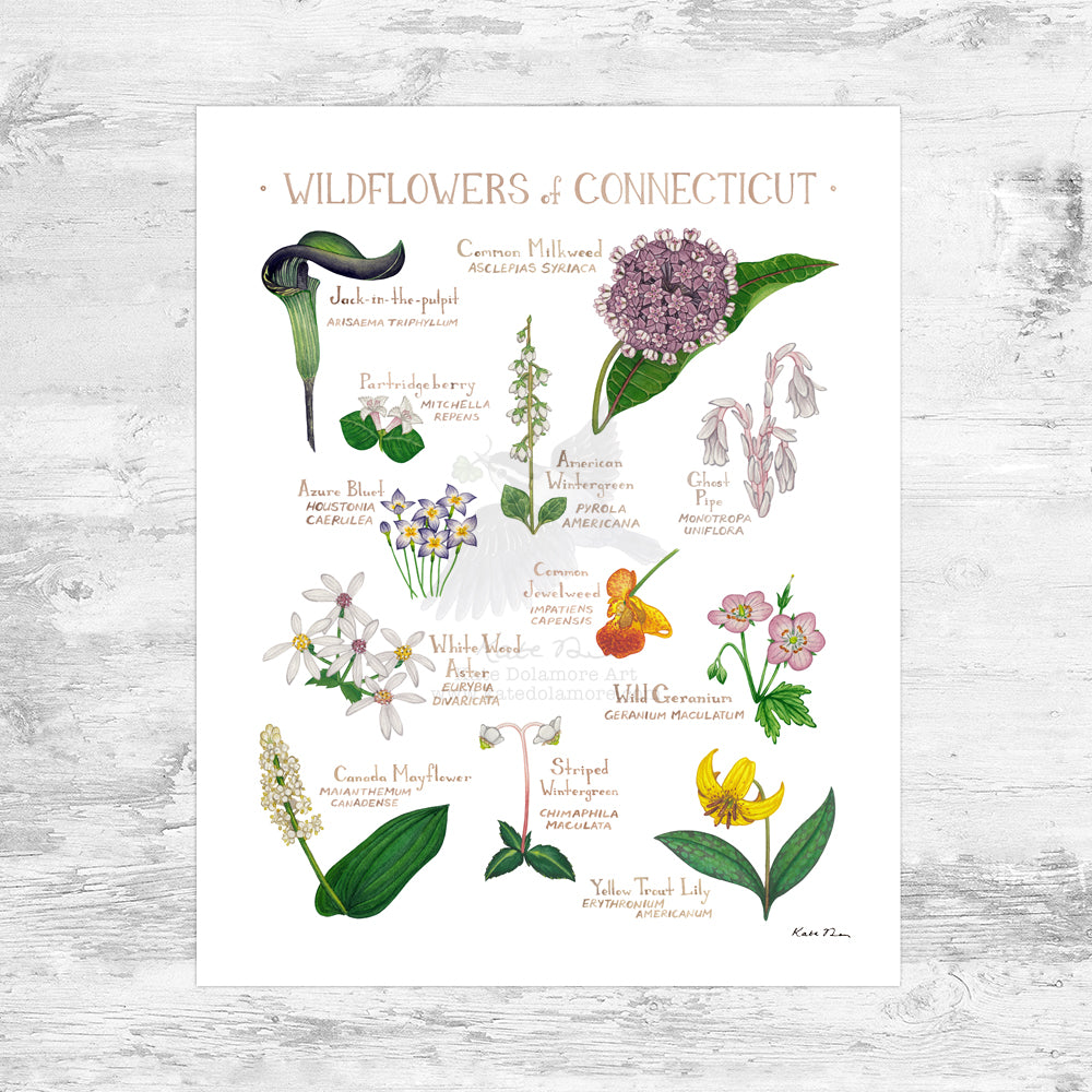 Connecticut Wildflowers Field Guide Art Print Mini (8x10)