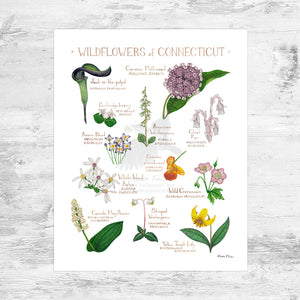 Connecticut Wildflowers Field Guide Art Print Mini (8x10)