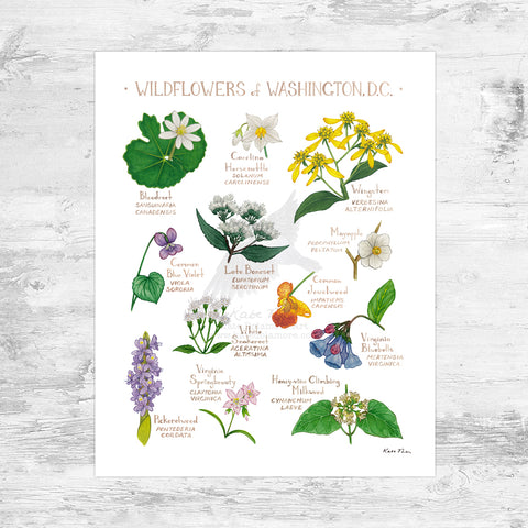 Washington, D.C. Wildflowers Field Guide Art Print Mini (8x10)