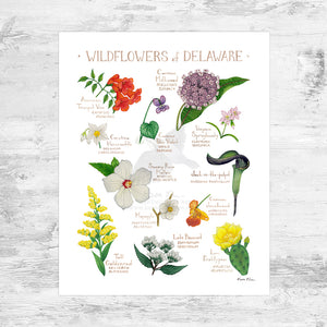 Delaware Wildflowers Field Guide Art Print Mini (8x10)