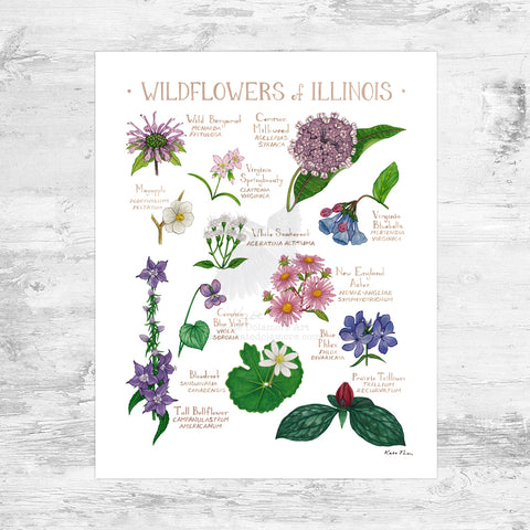 Illinois Wildflowers Field Guide Art Print Mini (8x10)