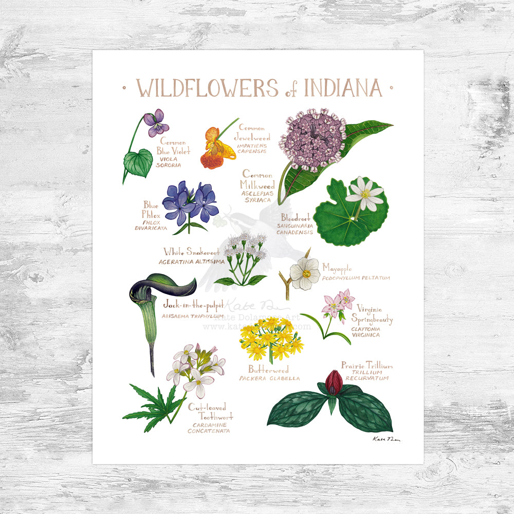 Indiana Wildflowers Field Guide Art Print Mini (8x10)