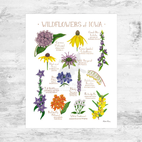 Iowa Wildflowers Field Guide Art Print Mini (8x10)