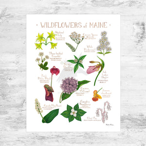 Maine Wildflowers Field Guide Art Print Mini (8x10)