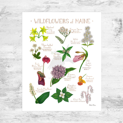 Maine Wildflowers Field Guide Art Print Mini (8x10)