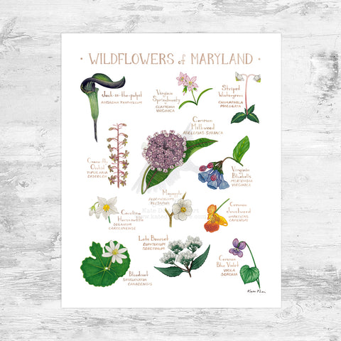 Maryland Wildflowers Field Guide Art Print Mini (8x10)