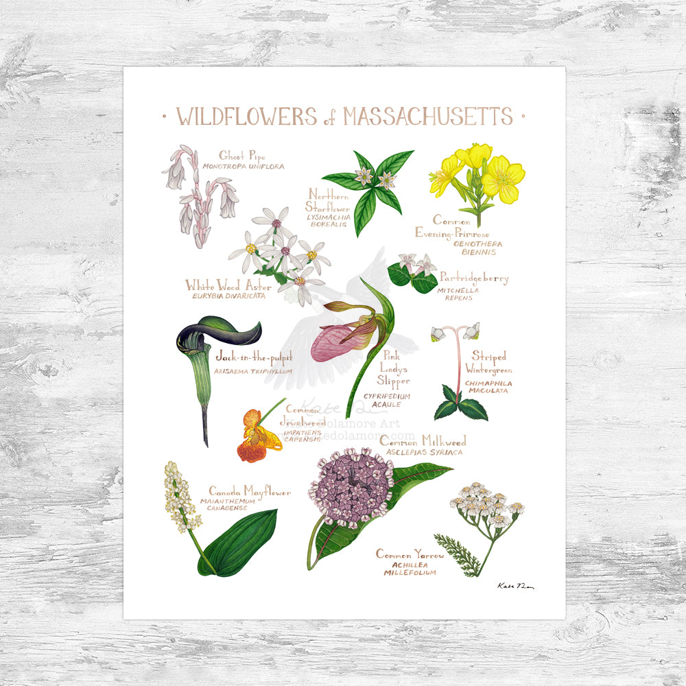 Massachusetts Wildflowers Field Guide Art Print Mini (8x10)