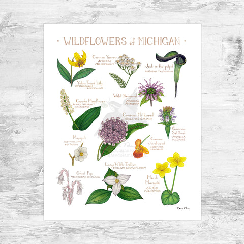 Michigan Wildflowers Field Guide Art Print Mini (8x10)