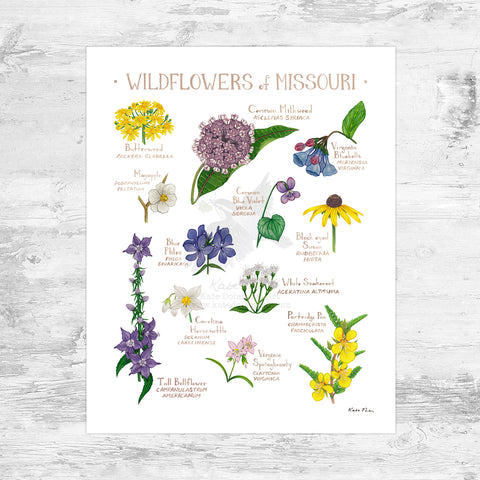 Missouri Wildflowers Field Guide Art Print Mini (8x10)