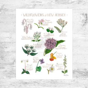 New Jersey Wildflowers Field Guide Art Print Mini (8x10)