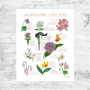 New York Wildflowers Field Guide Art Print Mini (8x10)