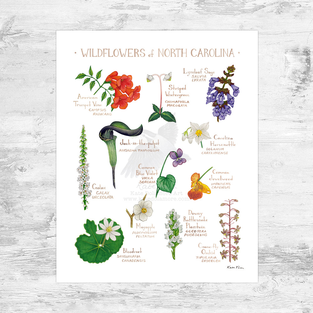 North Carolina Wildflowers Field Guide Art Print Mini (8x10)