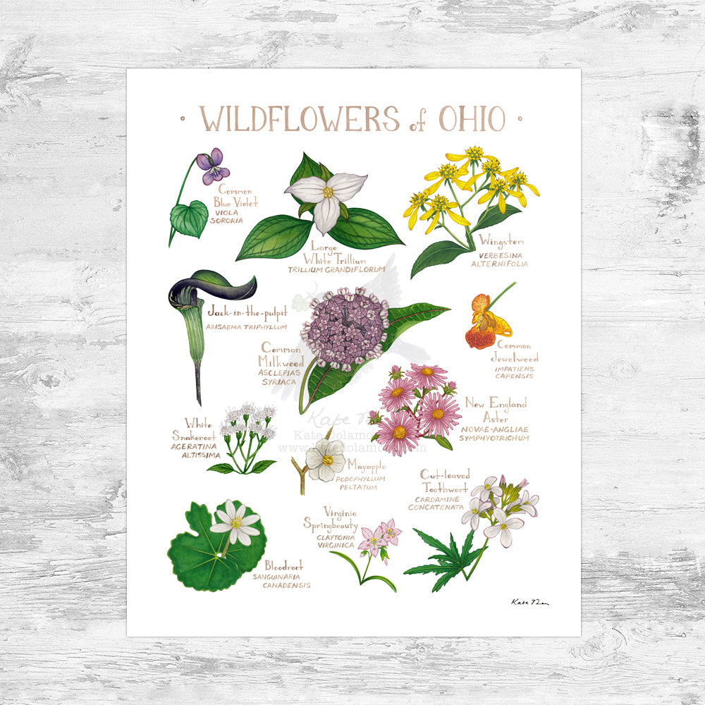 Ohio Wildflowers Field Guide Art Print Mini (8x10)