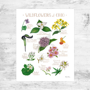 Ohio Wildflowers Field Guide Art Print Mini (8x10)