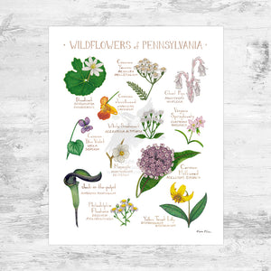 pennsylvania wildflower seeds Pennsylvania Wildflowers Field Guide Art Print Mini (8x10) – Kate Dolamore Art