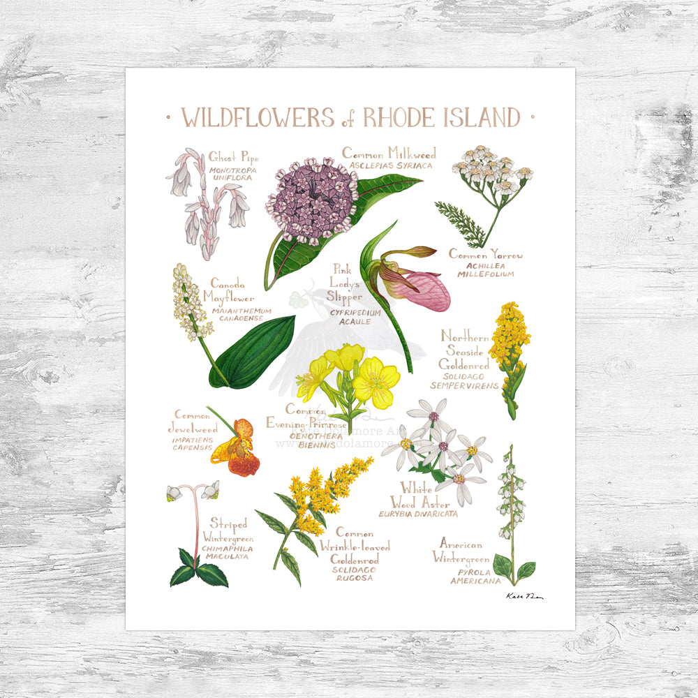 Rhode Island Wildflowers Field Guide Art Print Mini (8x10)