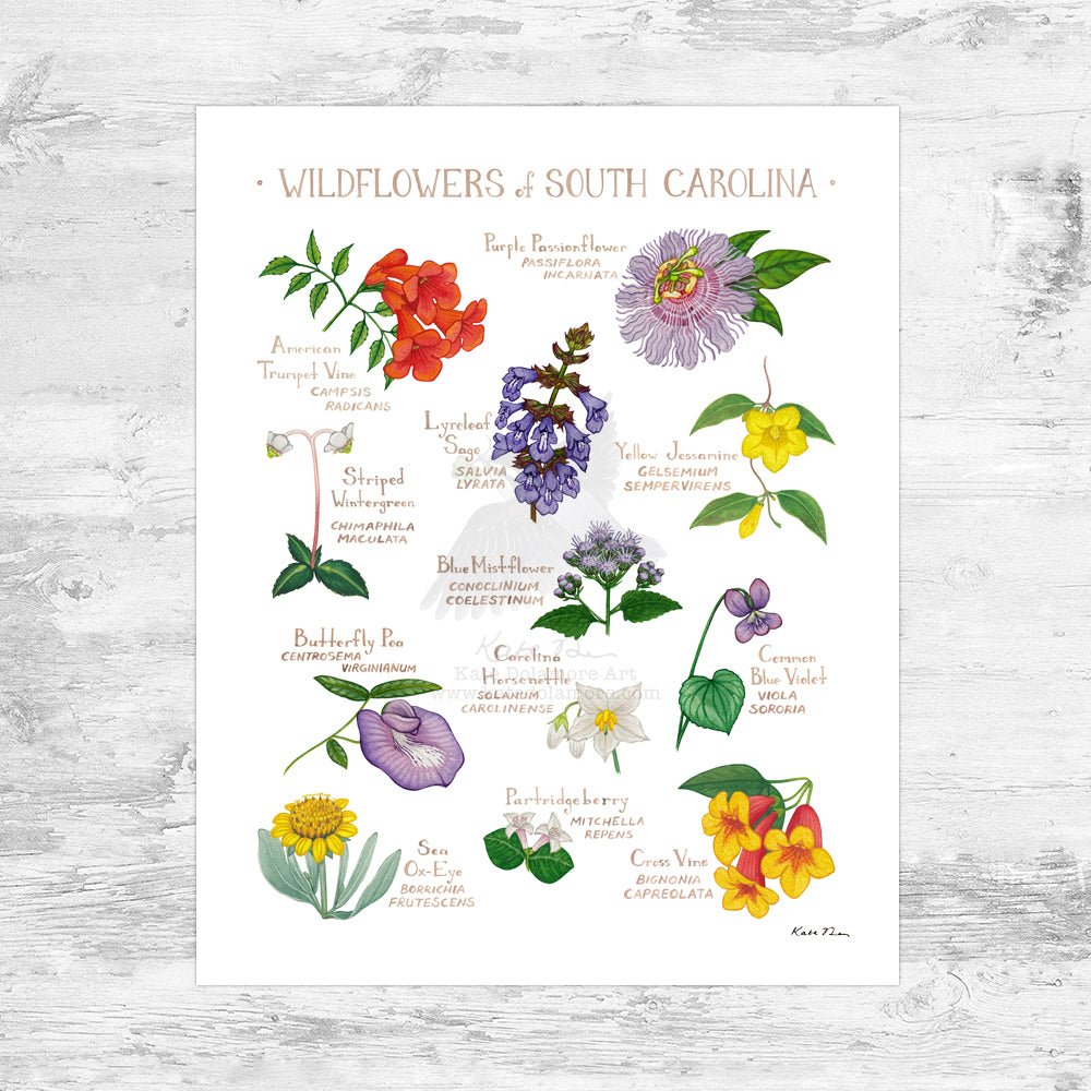 South Carolina Wildflowers Field Guide Art Print Mini (8x10)